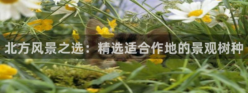 卧龙娱乐日