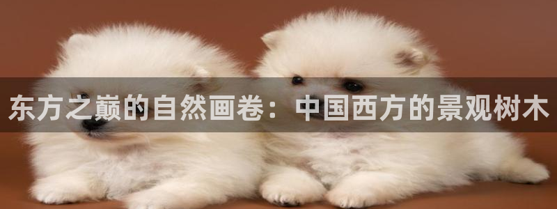 卧龙娱乐彩票兑奖中心