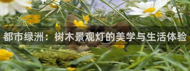 绥阳卧龙湖娱乐