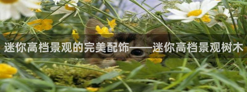 卧龙凤雏娱乐直播