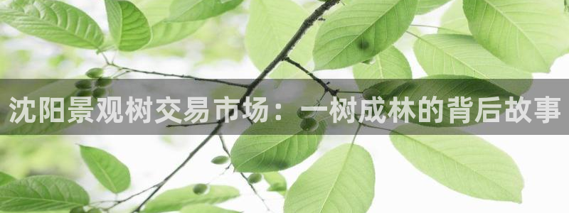悉尼卧龙岗娱乐
