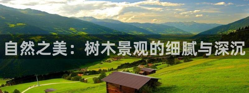 卧龙娱乐在线下载游戏：自然之美：树木景观的细腻与深沉