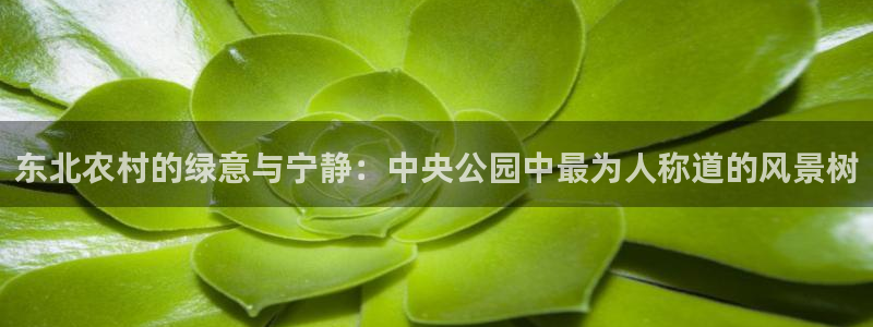 卧龙娱乐彩票官网：东北农村的绿意与宁静：中央公园中最为人称道的风景树
